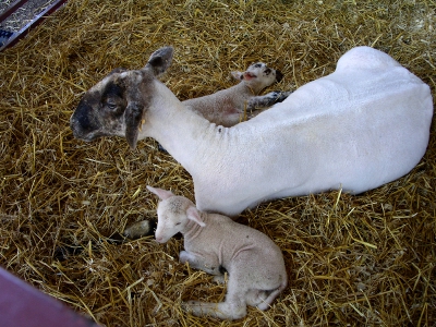 [White sheep with a dark head lieing on the hay with an all white lamb sitting on her left and a lamb with darpots lieing on her right.]